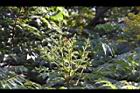 台灣欒樹-花苞00.JPG