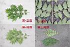 台灣欒樹-葉合.jpg
