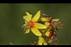 台灣欒樹-雄花10.JPG