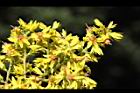 台灣欒樹-雌花02.JPG