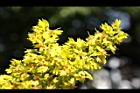 台灣欒樹-雌花04.JPG