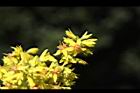 台灣欒樹-雌花07.JPG