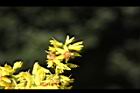 台灣欒樹-雌花08.JPG