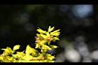 台灣欒樹-雌花09.JPG