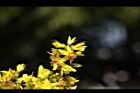 台灣欒樹-雌花10.JPG