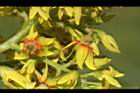 台灣欒樹-雌花11.JPG