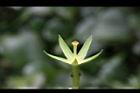 台灣水龍-花柱04.JPG