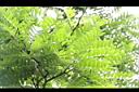 台灣皂莢-葉4.jpg