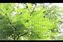 台灣皂莢-葉5.jpg