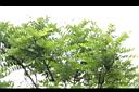 台灣皂莢-葉7.jpg