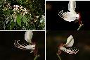 台灣紅豆樹-花2.jpg
