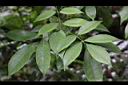 台灣紅豆樹-葉01.jpg