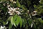 台灣紅豆樹-花序01.JPG
