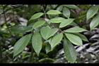 台灣紅豆樹-葉03.jpg