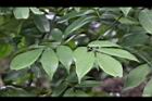 台灣紅豆樹-葉06.jpg