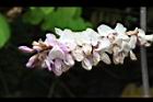 台灣魚藤-花19.JPG