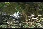 台灣魚藤-莖25.JPG