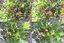 呂宋毛蕊木-實1.jpg