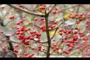 呂宋莢迷-紅實19.JPG