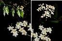 呂宋莢迷-花1.jpg