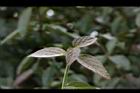 呂宋莢迷-幼葉02.JPG