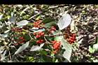 呂宋莢迷-紅實03.JPG