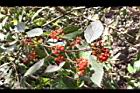 呂宋莢迷-紅實04.JPG