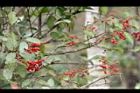 呂宋莢迷-紅實12.JPG