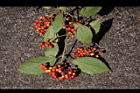 呂宋莢迷-紅實38.JPG