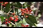 呂宋莢迷-紅實65.JPG