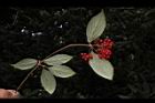 呂宋莢迷-紅實78.JPG