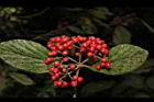 呂宋莢迷-紅實80.JPG