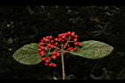 呂宋莢迷-紅實81.JPG