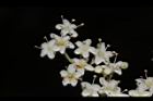 呂宋莢迷-花03.JPG