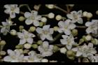 呂宋莢迷-花16.JPG