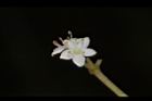 呂宋莢迷-花27.JPG