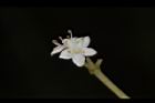 呂宋莢迷-花28.JPG