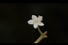 呂宋莢迷-花32.JPG