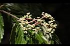 呂宋莢迷-花苞12.JPG