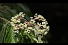 呂宋莢迷-花苞14.JPG
