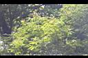 單子紅豆-葉01.JPG