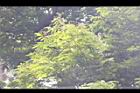 單子紅豆-葉00.JPG