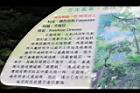 單子紅豆-解說00.JPG