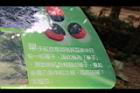 單子紅豆-解說01.JPG
