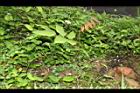 單子紅豆17.JPG