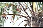 圓葉蒲葵-實01.JPG