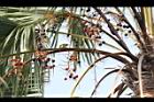 圓葉蒲葵-實03.JPG