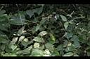 土牛膝-實00.JPG