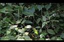 土牛膝-實01.JPG