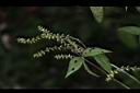 土牛膝-實07.JPG